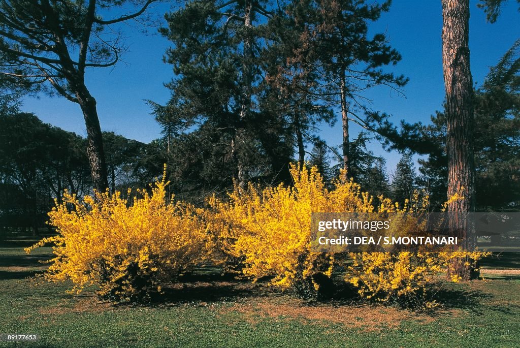 Forsythia flowers growing in a garden