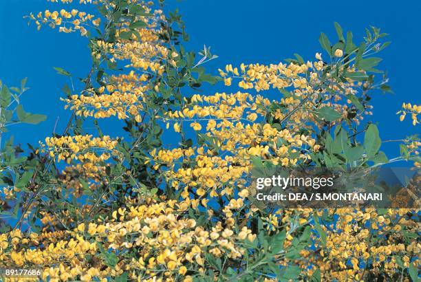 Close-up of flowers of a Golden Chain tree