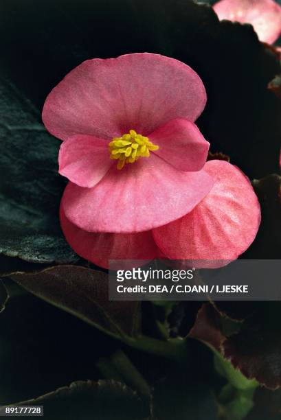 Close-up of a Wax begonia flower