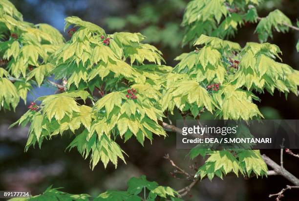 Close-up of Golden fullmoon maple tree
