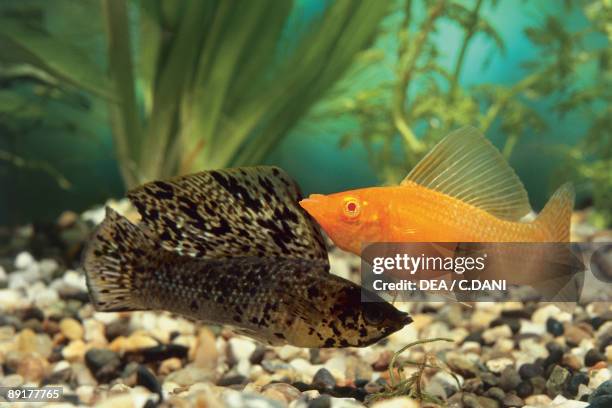 Close-up of two Sailfin Molly fish swimming underwater