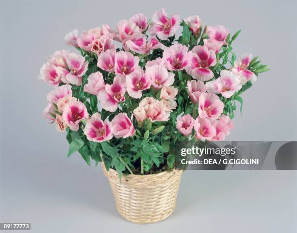 Close-up of Godetia flowers growing in a wicker basket