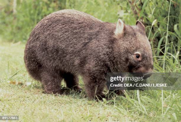 Close-up of a Common wombat