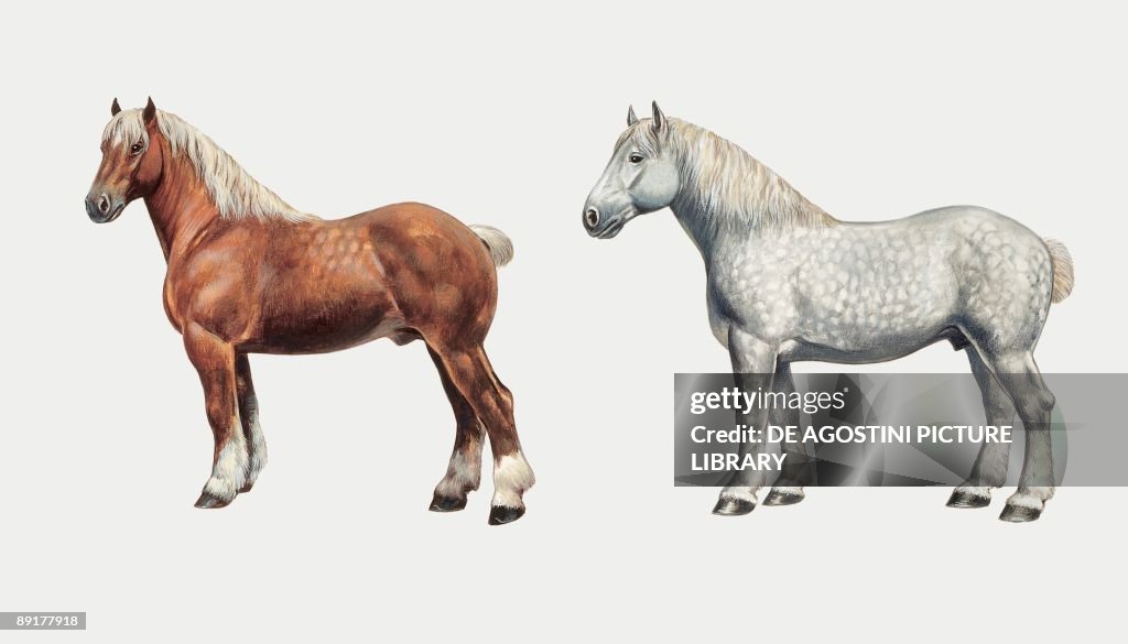 Side profile of a comtois and a percheron standing