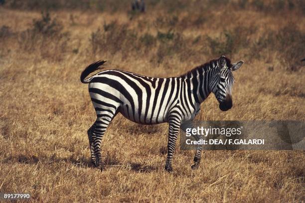 Grant's Zebra in a field, Masai Mara National Reserve, Kenya
