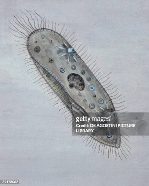 Close-up of a protozoa