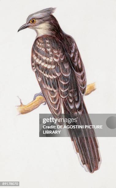 Close-up of a great potted cuckoo