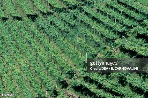 High angle view of vineyards, Verla di Giovo, Cembra Valley, Trentino, Italy