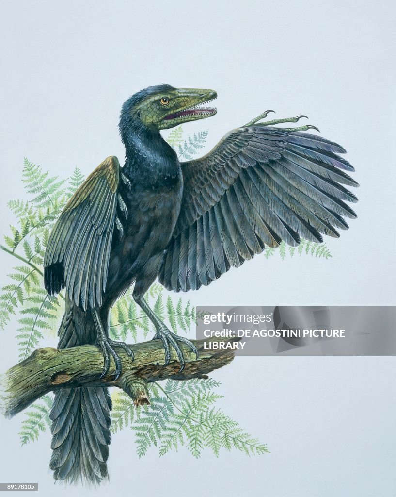 Close-up of an archaeopteryx perching on a branch (Archaeopteryx Lithographica)
