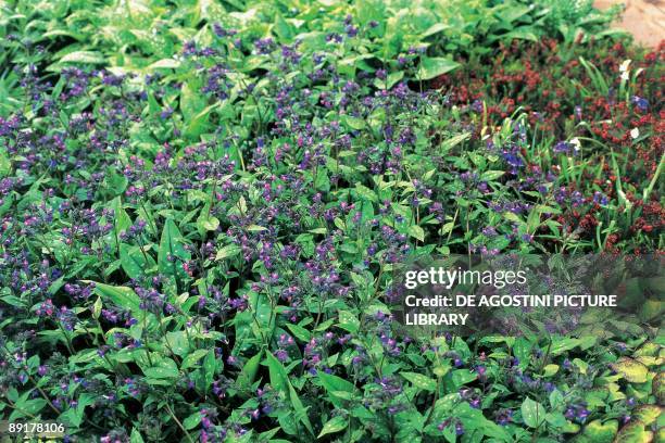 Close-up of lungwort plants