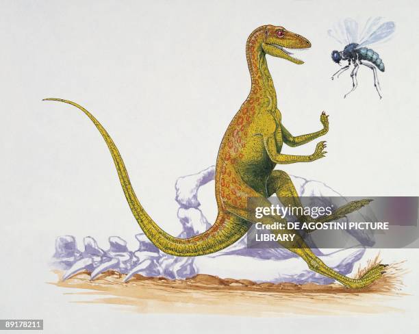 Bee in front of a Lotosaurus