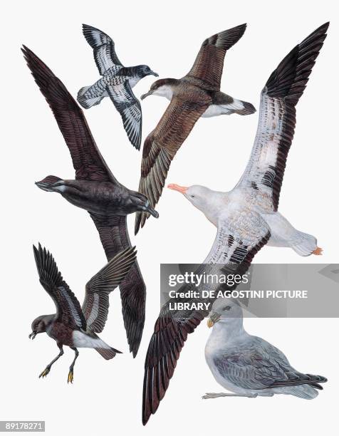 Procellariiform Procellariiformes Photos and Premium High Res Pictures - Getty Images