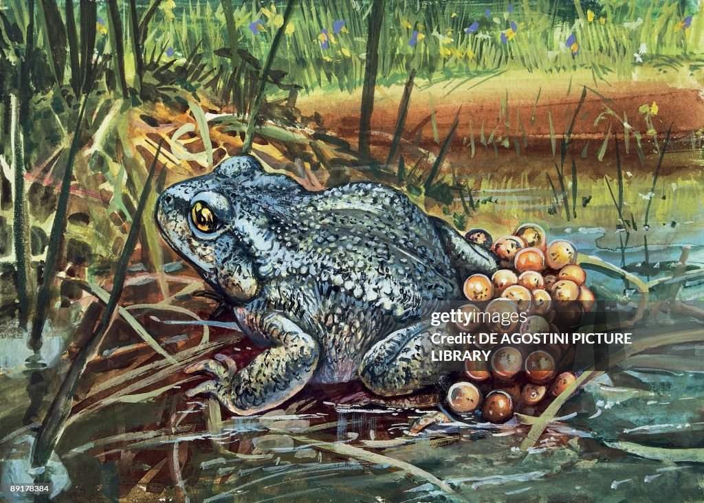 Close-up of a Colorado River toad producing eggs (Bufo Alvarius)