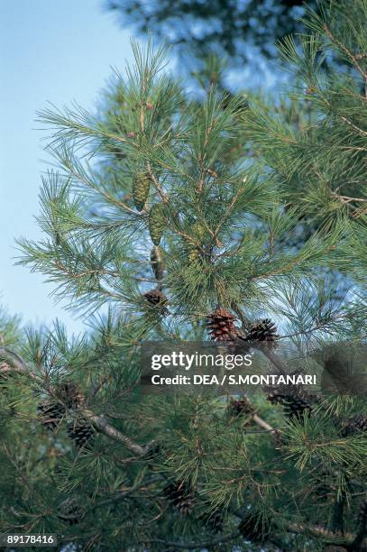 Low angle view of an Aleppo pine tree