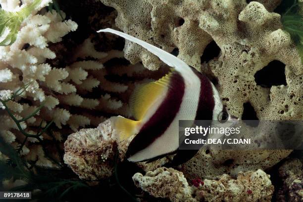 Close-up of a Longfin Bannerfish swimming underwater