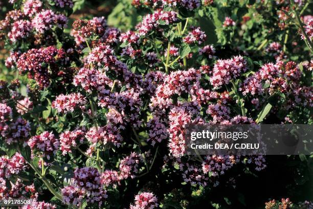 Close-up of Oregano flowers