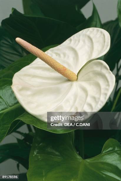 Close-up of a Flamingo lily plant