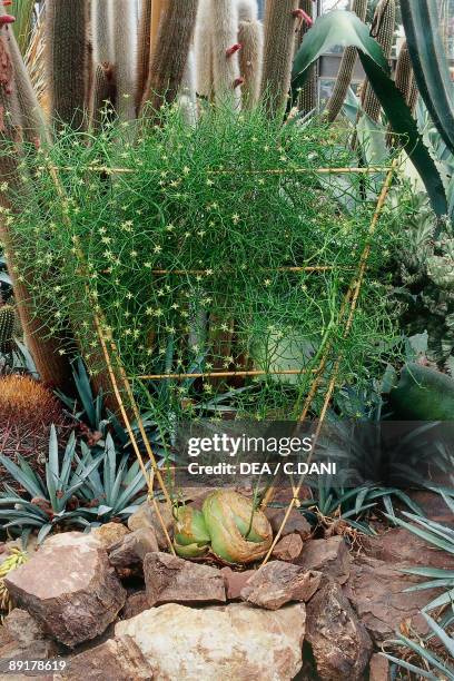 Close-up of a Sea onion plant