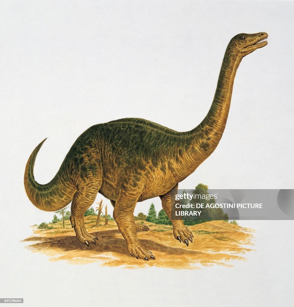 Side profile of a riojasaurus