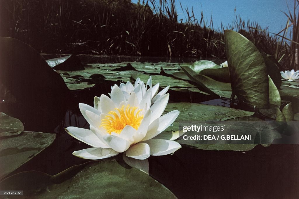 Close-up of a White water lily (Nymphaea alba)
