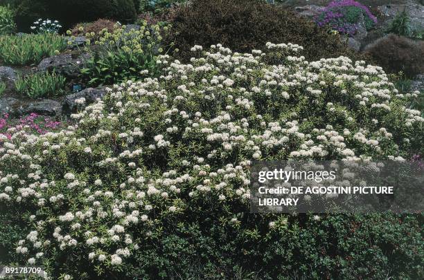 Close-up of Marsh Labrador Tea flowers