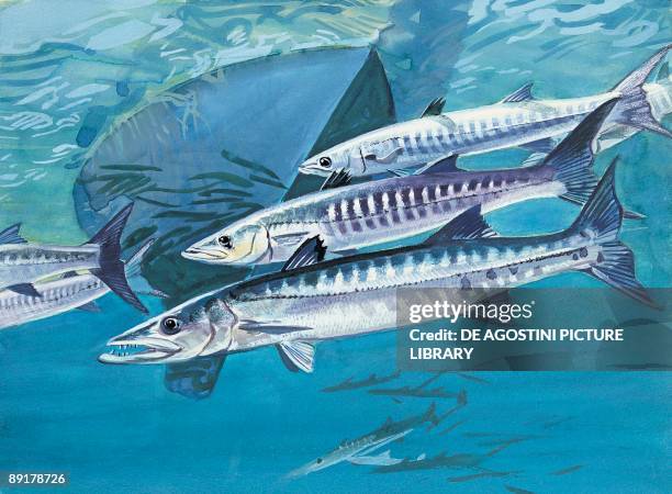 Baracouter Fish 1,717 The Barracuda Group Stock Photos, High-Res Pictures, and Images ...