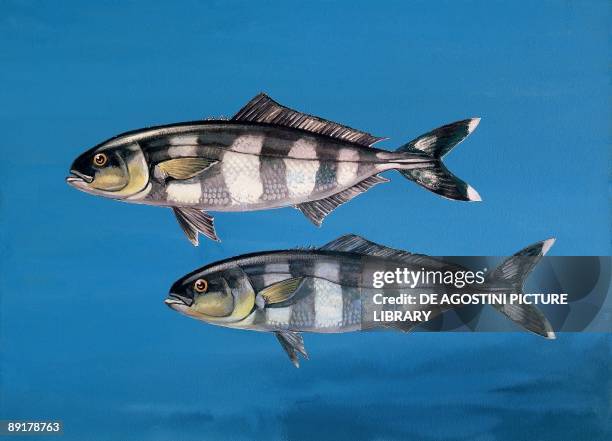 Close-up of two pilot fish underwater