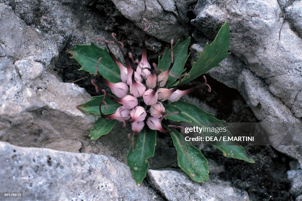 High angle view of devil's claw flowers growing on rocks (Physoplexis comosa)