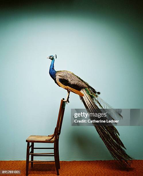 peacock (pavo cristatus) on chair - pavone foto e immagini stock