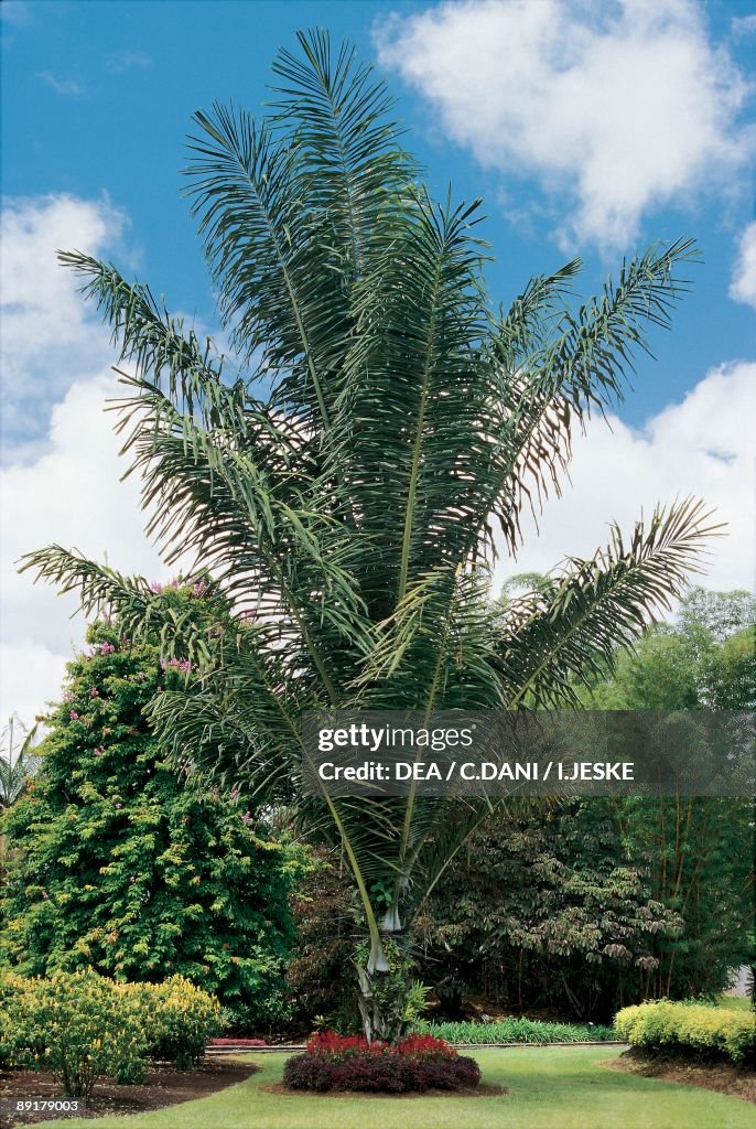Low angle view of an Areca palm tree News Photo - Getty Images