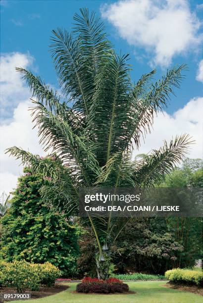 Low angle view of an Areca palm tree