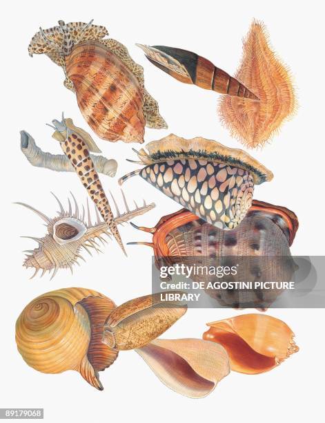Close-up of a group of gastropoda molluscs