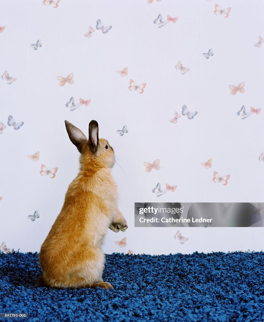 Rex rabbit (Leporidae) in studio, butterfly wallpaper in background