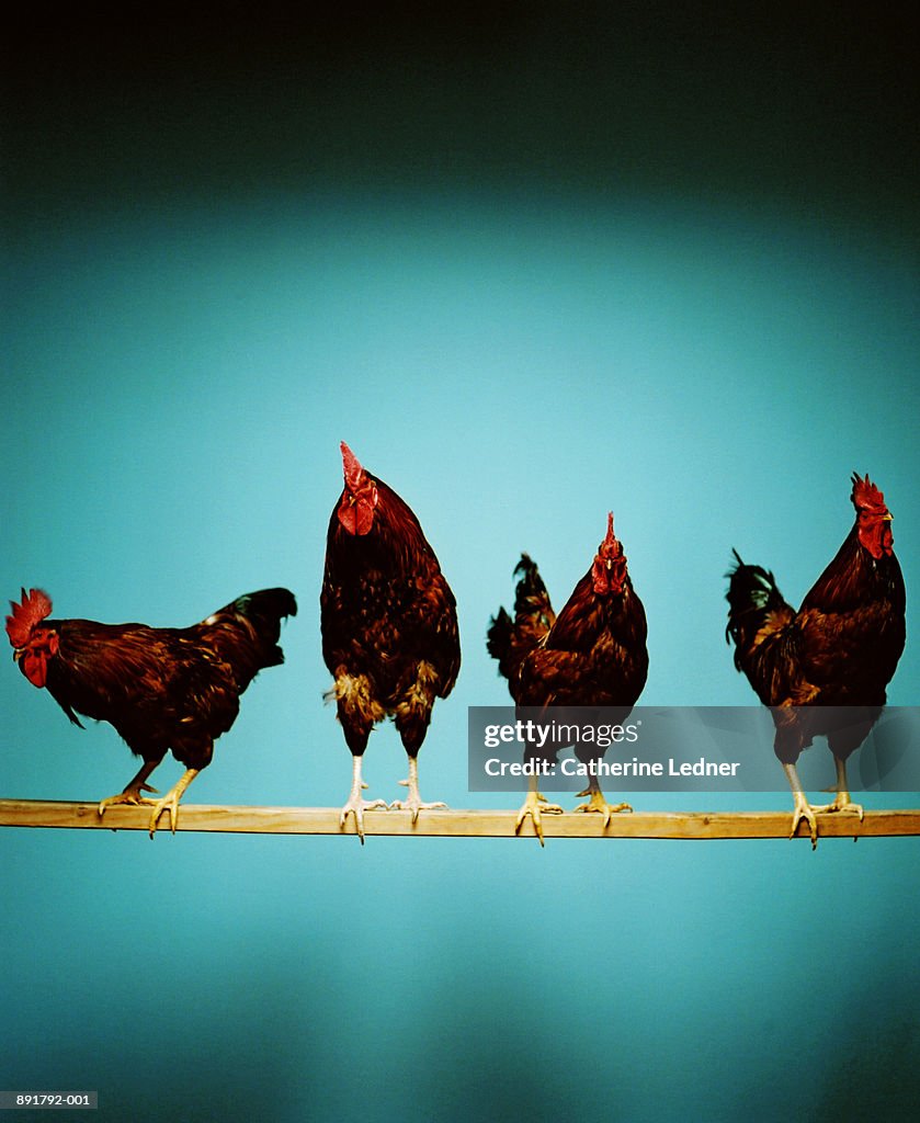 Rhode Island Red Roosters (Gallus domesticus) on wooden pole