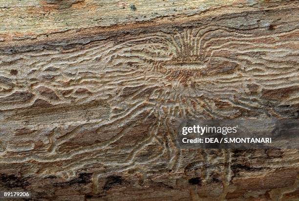 Close-up of Dutch elm disease affecting an Elm tree, Parco Carsico Del Carne, Brisighella, Italy