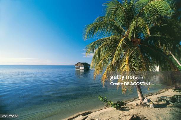 Coconut palm tree on the beach, Placencia, Belize