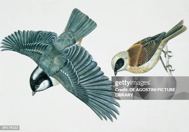 Close-up of a coal tit and a penduline tit