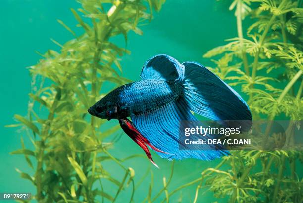 Close-up of a Siamese Fighting fish swimming underwater