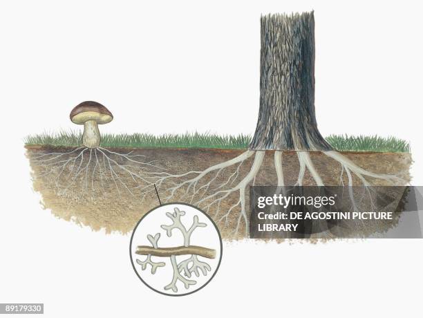 Expanding Roots Photos and Premium High Res Pictures - Getty Images
