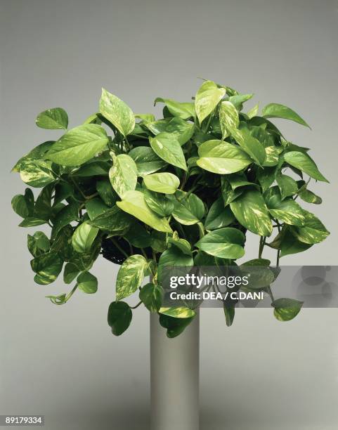 Close-up of a Pothos plant