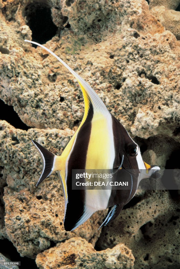 Close-up of a Moorish Idol fish swimming underwater (Zanclus canescens)