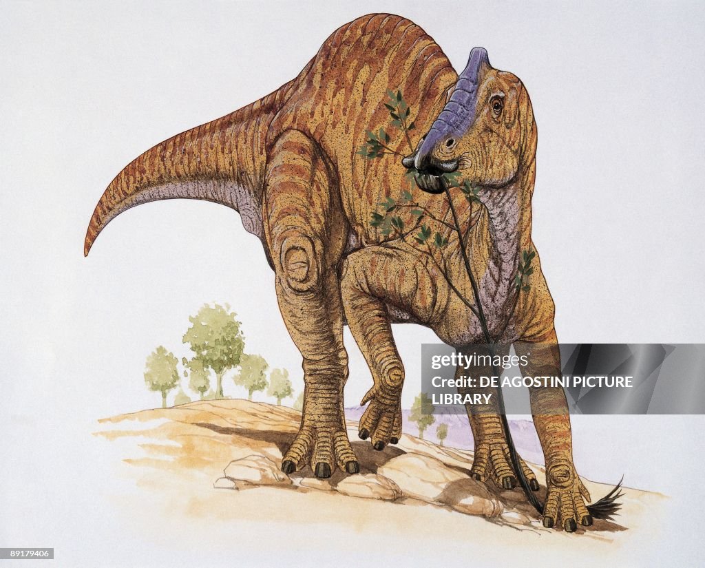 Close-up of a prosaurolophus dinosaur walking in the forest