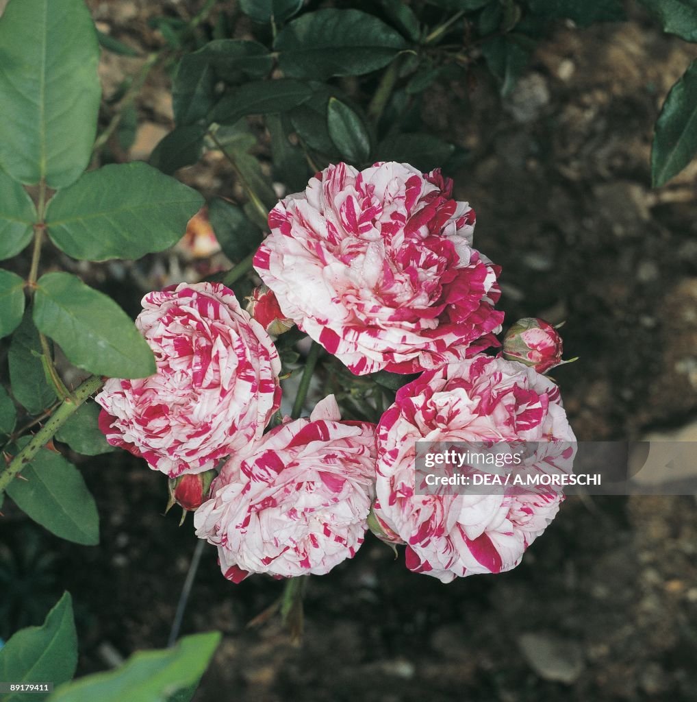 Bologna Roses Close-up of Variegata Di Bologna roses News Photo - Getty Images