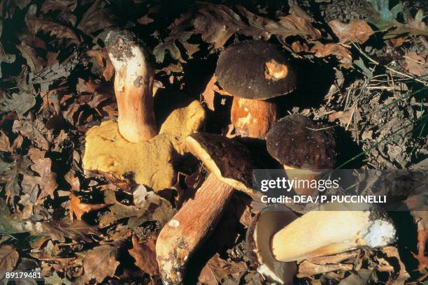 Close-up of Black Porcino mushrooms