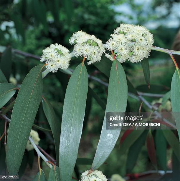Close-up of leaves of Snow gum tree