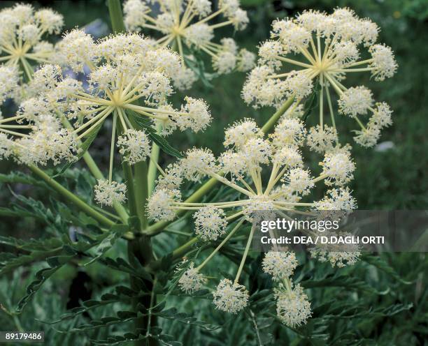 Close-up of flowers on Northern water hemlock plant