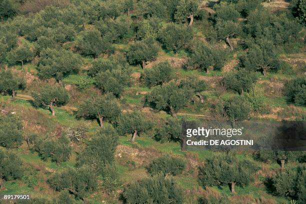 High angle view of olive trees in a field, Corinth, Peloponnesus, Greece