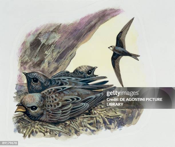 Common swift flying with three young ones in a nest