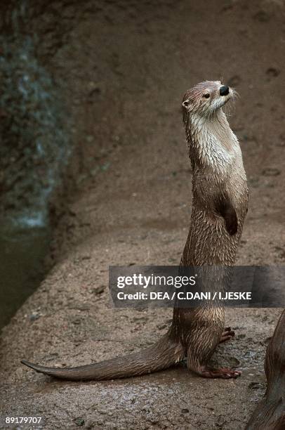 Close-up of an Neotropical otter