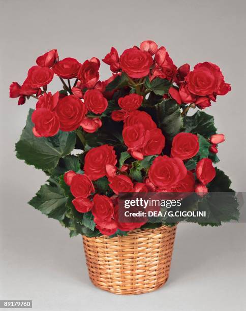 Close-up of a Tuberous begonia plant